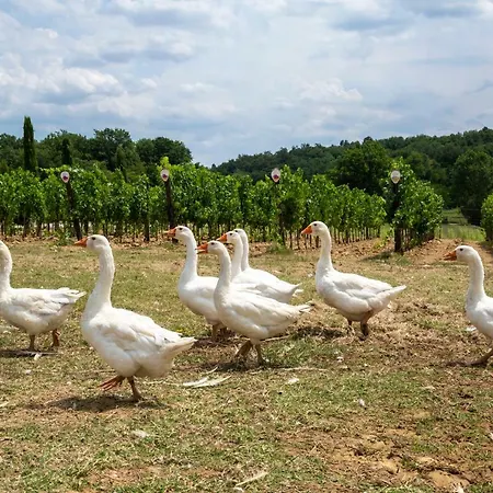 Fattoria La Palagina * Figline Valdarno